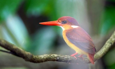 Ratusan Spesies Burung di Indonesia Terancam Punah