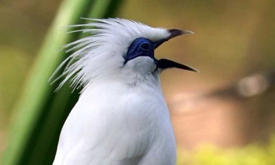 Ratusan Spesies Burung di Indonesia Terancam Punah