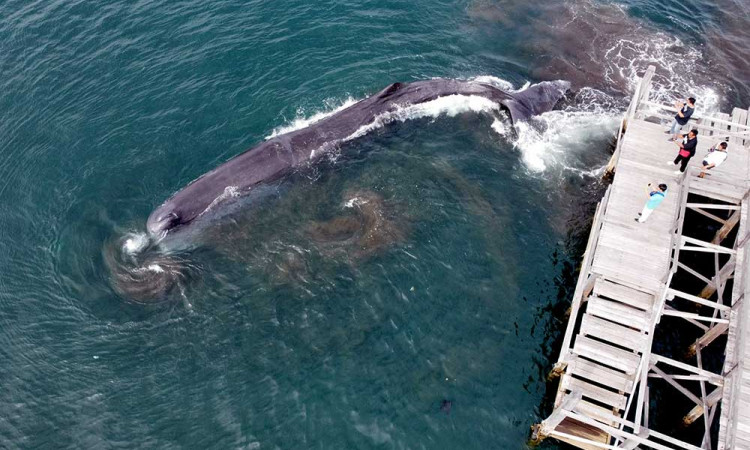 Seekor Paus Sperma Terdampar di Pantai Banyuwangi