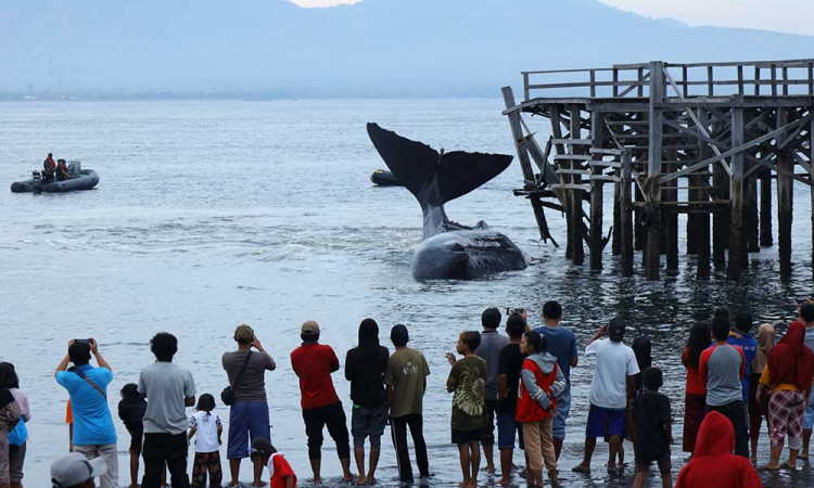 Seekor Paus Sperma Terdampar di Pantai Banyuwangi