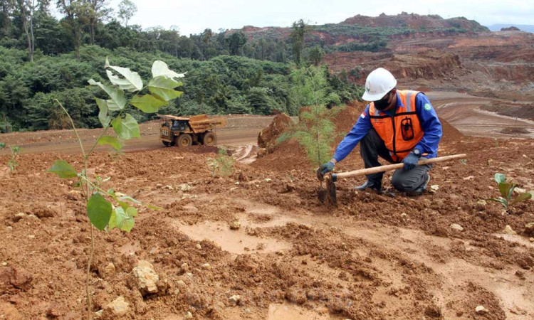 Penanaman Pohon di Lahan Bekas Tambang Nikel Milik PT Vale Indonesia