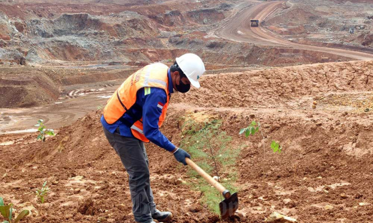 Penanaman Pohon di Lahan Bekas Tambang Nikel Milik PT Vale Indonesia