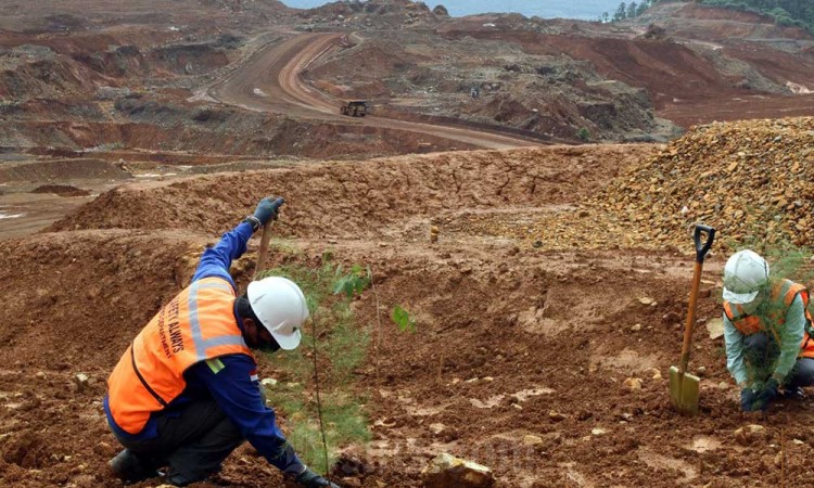 Penanaman Pohon di Lahan Bekas Tambang Nikel Milik PT Vale Indonesia