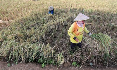 Penyaluran KUR Untuk Sektor Pertanian Sudah Mencapai Rp65 Triliun