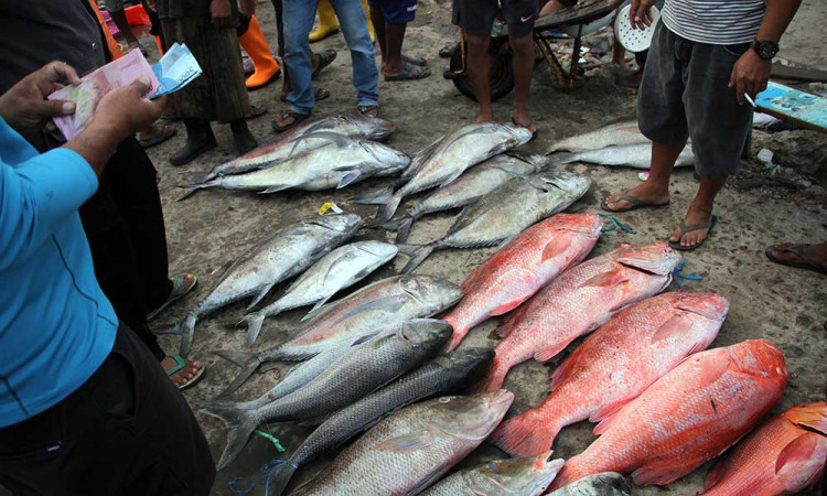 Harga Ikan di Sulawesi Selatan Alami Kenaikan