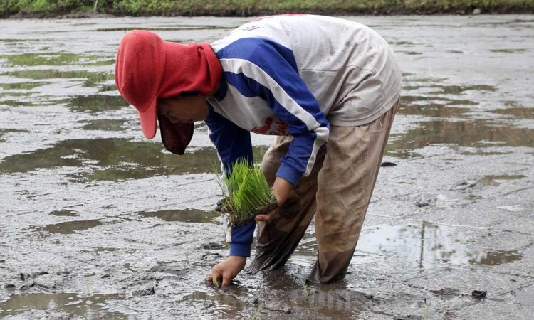 Pemberdayaan Pertanian Dengan Sistem Organik di Sulawesi Selatan