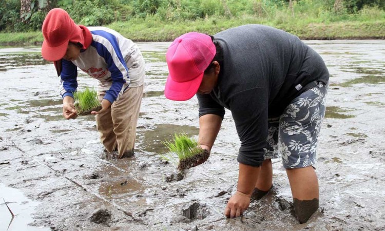 Pemberdayaan Pertanian Dengan Sistem Organik di Sulawesi Selatan