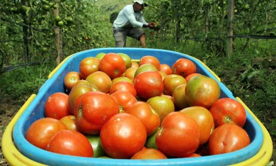 Harga Tomat di Sulawesi Selatan Anjlok Akibat Menurunya Kualitas Panen