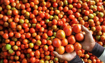 Harga Tomat di Sulawesi Selatan Anjlok Akibat Menurunya Kualitas Panen