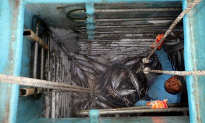 Indonesia Menjadi Produsen Tuna, Cakalang dan Tongkol Terbesar di Dunia