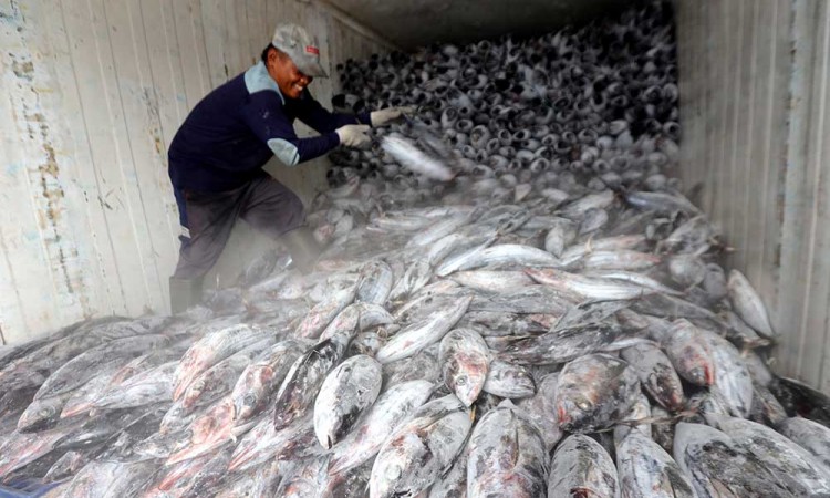 Indonesia Menjadi Produsen Tuna, Cakalang dan Tongkol Terbesar di Dunia