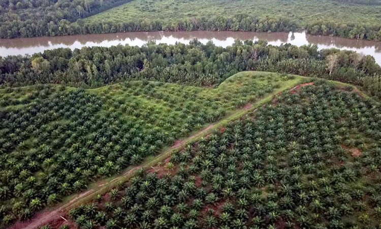 Alih Fungsi Mangrove Menjadi Perkebunan Kelapa Sawit Skala Besar Terjadi di Jambi