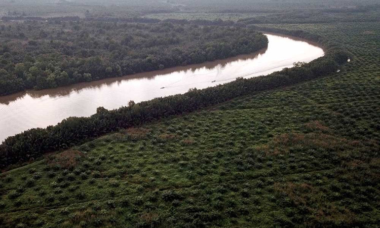 Alih Fungsi Mangrove Menjadi Perkebunan Kelapa Sawit Skala Besar Terjadi di Jambi