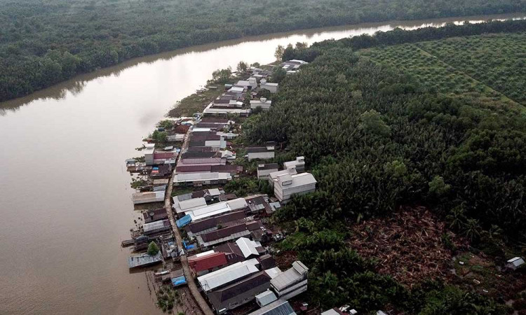 Alih Fungsi Mangrove Menjadi Perkebunan Kelapa Sawit Skala Besar Terjadi di Jambi