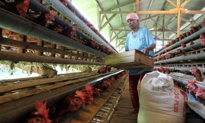 Harga Pakan Naik, Harga Telur Ayam Terkerek Naik Menjadi Rp28.000 Per Kilogram