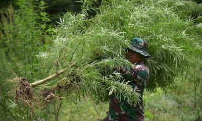 Petugas Gabungan Musnahkan Tanaman Ganja di Pegunungan Aceh