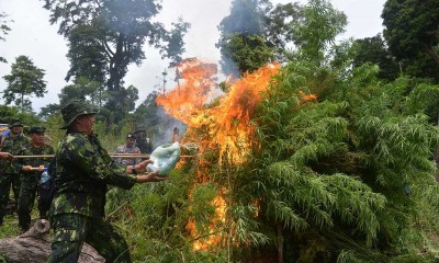 Petugas Gabungan Musnahkan Tanaman Ganja di Pegunungan Aceh