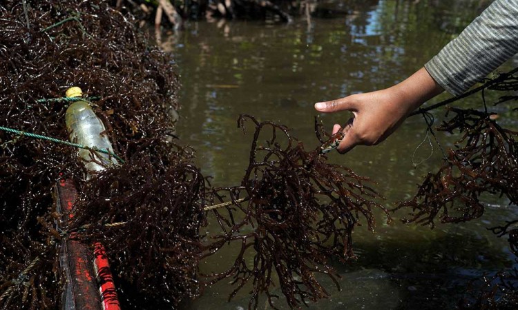 Diserang Hama, Panen Rumput Laut di Sulawasi Tenggara Menurun