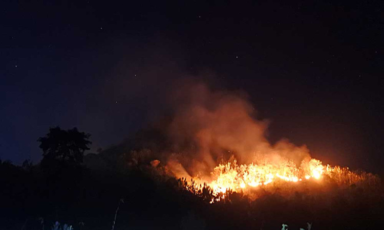 Hutan Milik Perhutani di Jawa Timur Hangus Terbakar