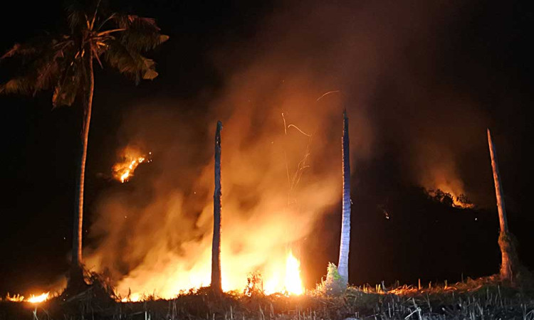 Hutan Milik Perhutani di Jawa Timur Hangus Terbakar