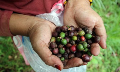 Kopi Ekselsa Menjadi Produk Unggulan Komoditas Ekspor