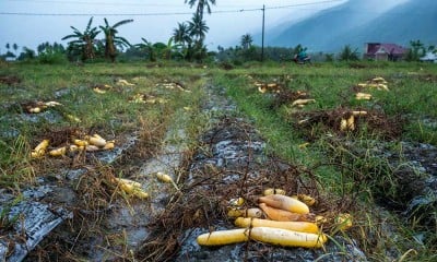 Harganya Anjlok, Petani di Sulawesi Tengah Membiarkan Mentimunnya Membusuk di Kebun