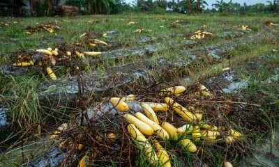 Harganya Anjlok, Petani di Sulawesi Tengah Membiarkan Mentimunnya Membusuk di Kebun