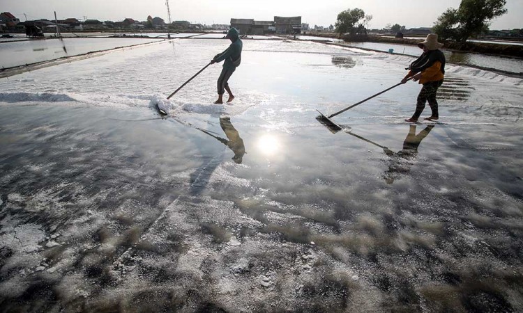 Petani Garam di Sidoarjo Mulai Bisa Panen Garam