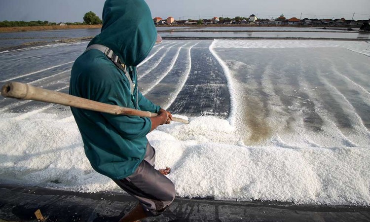 Petani Garam di Sidoarjo Mulai Bisa Panen Garam