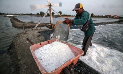 Petani Garam di Sidoarjo Mulai Bisa Panen Garam