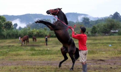 Tradisi Lomba Pacuan Kuda Tradisional Gayo di Aceh