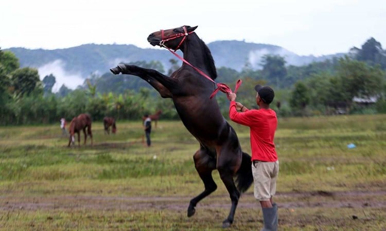 Tradisi Lomba Pacuan Kuda Tradisional Gayo di Aceh