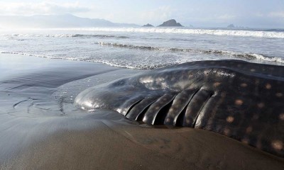 Seekor Hiu Paus Mati Terdampar di Pantai Jember