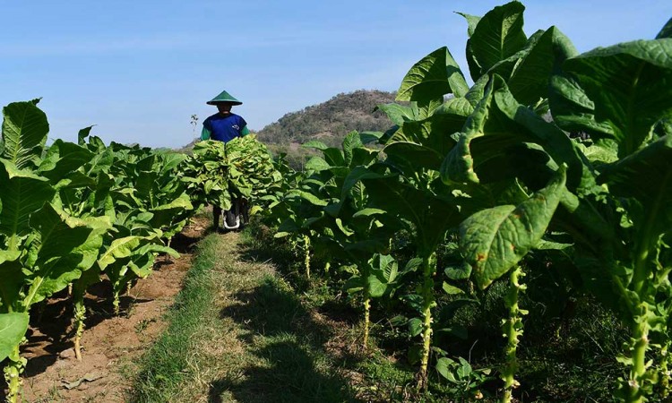 Harga Tembakau Kering di Tingkat Petani Mencapai Rp26.000 Per Kilogram