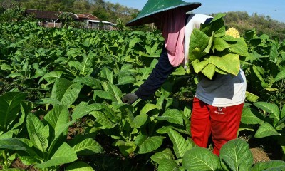 Harga Tembakau Kering di Tingkat Petani Mencapai Rp26.000 Per Kilogram