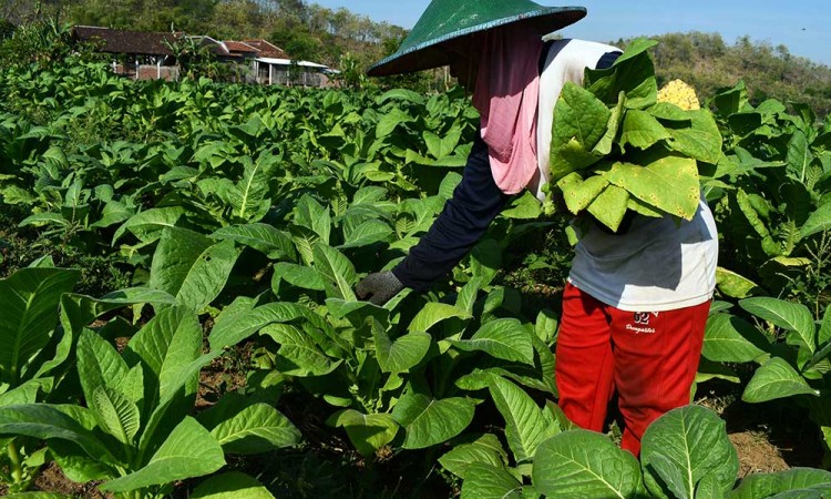 Harga Tembakau Kering di Tingkat Petani Mencapai Rp26.000 Per Kilogram