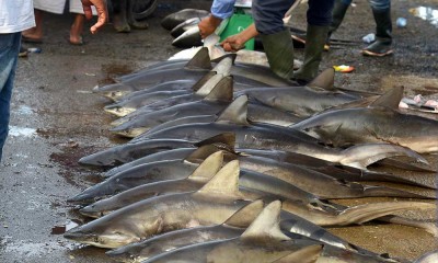 Ikan Hiu Masih Bebas Diperdagangan di Aceh