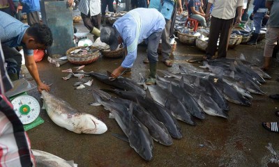 Ikan Hiu Masih Bebas Diperdagangan di Aceh