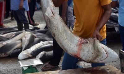 Ikan Hiu Masih Bebas Diperdagangan di Aceh