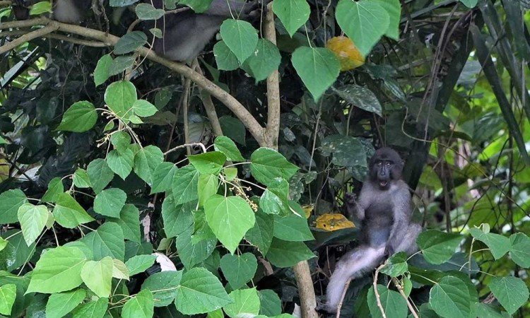 Kera Hitam khas Sulawesi (Macaca ochreata) Masuk Kategori Satwa Yang Dilindungi