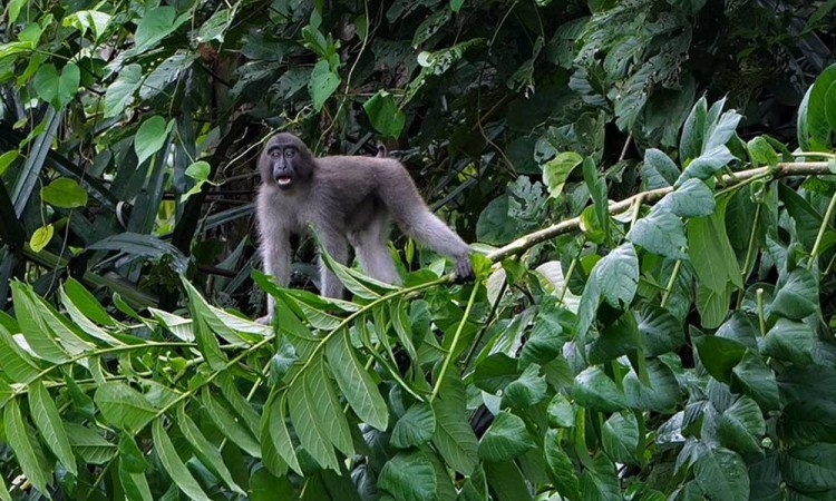 Kera Hitam khas Sulawesi (Macaca ochreata) Masuk Kategori Satwa Yang Dilindungi