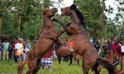 Tradisi Adu Kuda di Sulawesi Tenggara Kembali Digelar