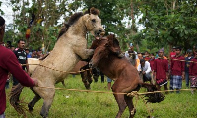 Tradisi Adu Kuda di Sulawesi Tenggara Kembali Digelar