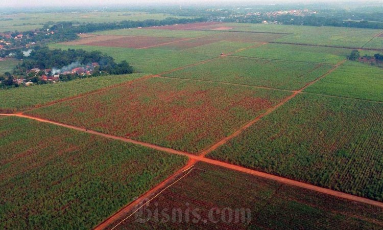 PT Pabrik Gula (PG) Rajawali II Genjot Produksi Gula