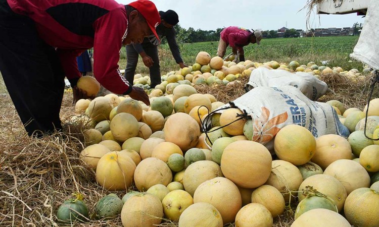 Harga Melon di Tingkat Petani Turun Akibat Stok Melimpah
