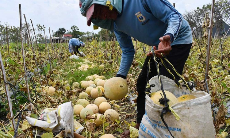 Harga Melon di Tingkat Petani Turun Akibat Stok Melimpah