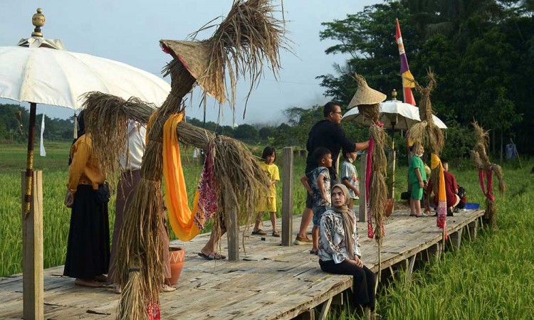 Festival Bebegig Sawah di Bekasi Digelar Untuk Menyambut Panen Raya