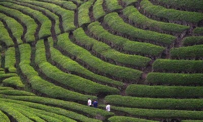 Kebun Teh Solok Menjadi Salah Satu Destinasi Wisata Favorit di Sumatra Barat