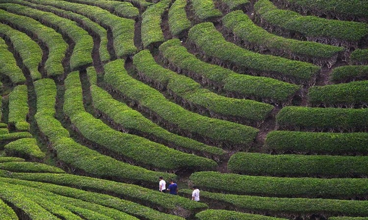 Kebun Teh Solok Menjadi Salah Satu Destinasi Wisata Favorit di Sumatra Barat