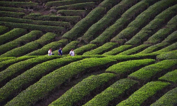 Kebun Teh Solok Menjadi Salah Satu Destinasi Wisata Favorit di Sumatra Barat